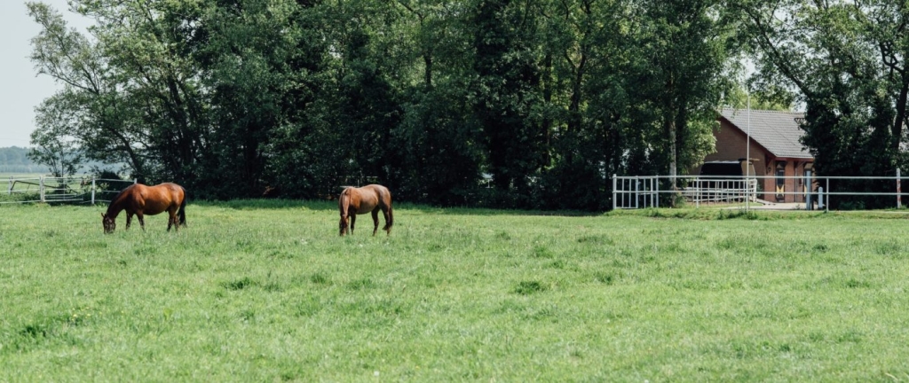 voedingsadvies 