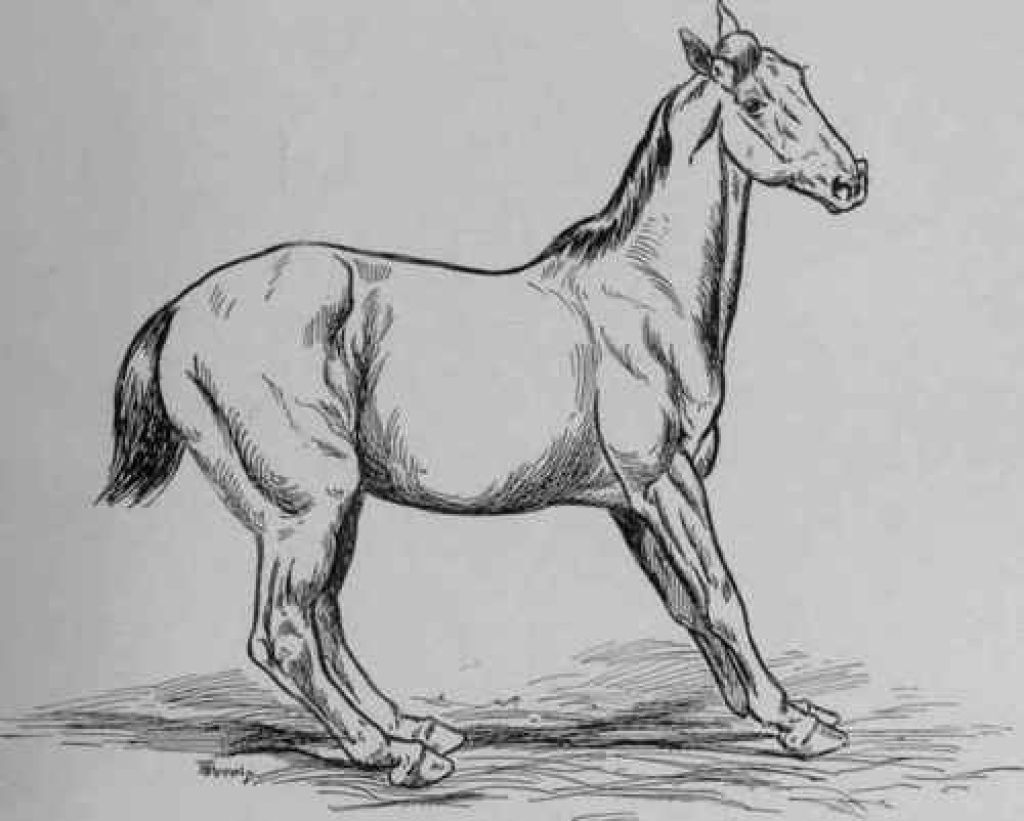 laminitis 